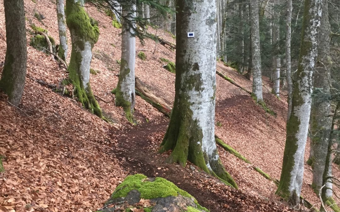 Les TLM à l’œuvre dans le secteur de Storckensohn