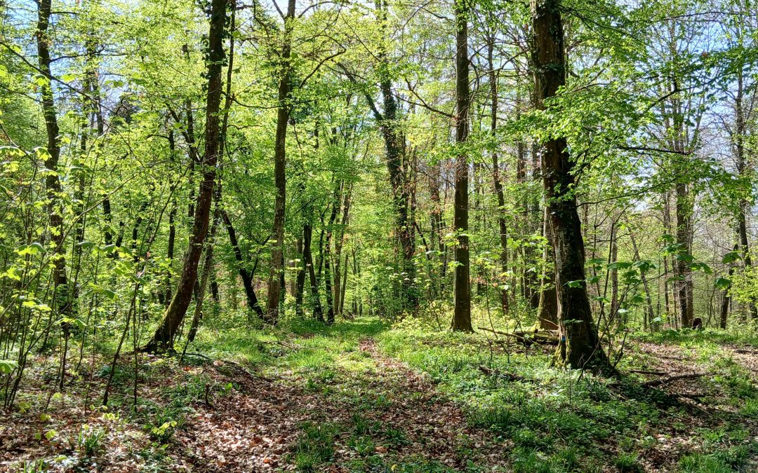 SORTIE du 16 avril 2025  (Marche d’Orientation)