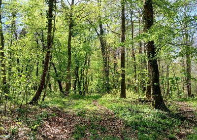 SORTIE du 16 avril 2025  (Marche d’Orientation)