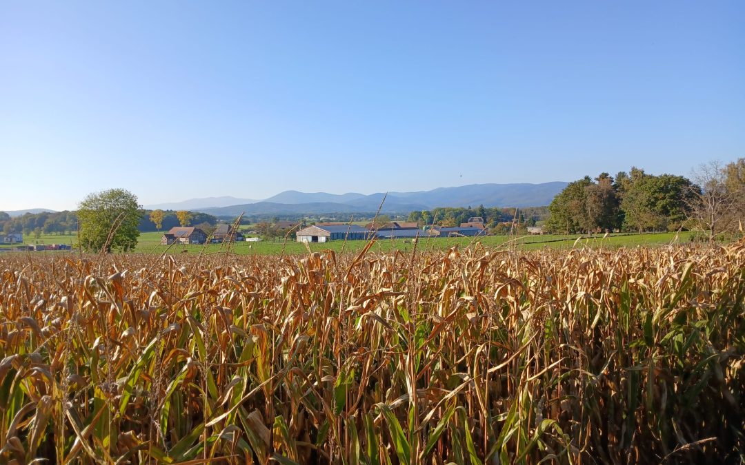 SORTIE VTTAE du 11 octobre 2025 : Aux portes du Sundgau Alsacien