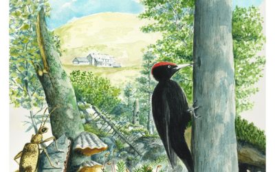 Colloque nature 19 septembre au Rothenbach